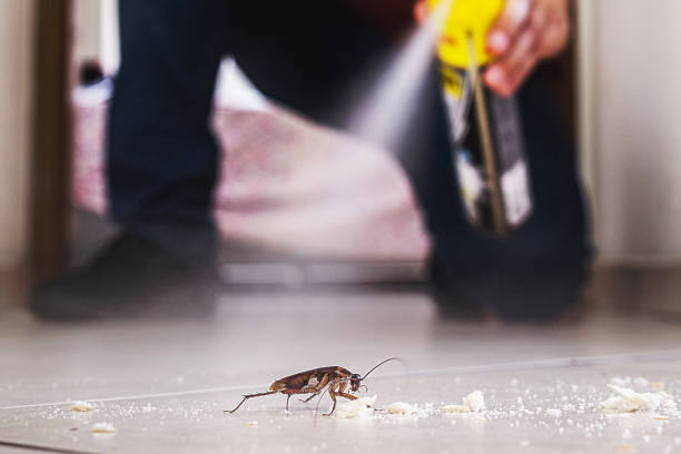 Best Emergency Pest Control  in North Auburn, CA